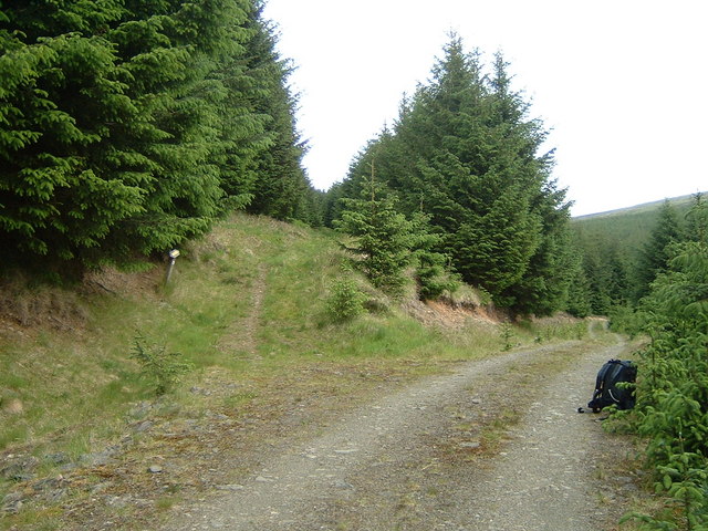 Path junction in Craig Douglas Forest
