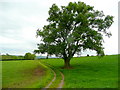 Oak tree by the track