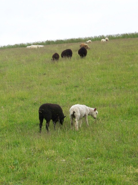 Ewes and lambs near Stubhampton