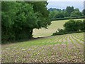 Maize crop near Ashmore