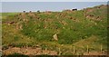 Cattle grazing by the railway line