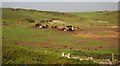 NY0006 : Cattle grazing near Braystones by N Chadwick