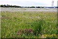 Hay meadow at Sutton Courtenay