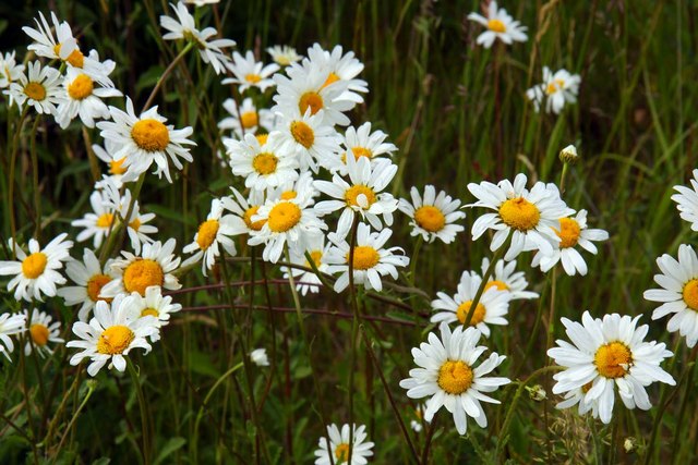 Ox-eye daisies in the meadow © Steve Daniels cc-by-sa/2.0 :: Geograph ...