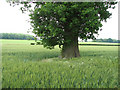 TF9602 : Oak tree in wheat field by Evelyn Simak