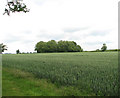 TF9603 : Spinney in wheat field by Evelyn Simak