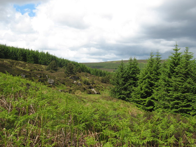 Clearing in Castle Crag Forest