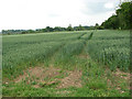 View south across a vast crop of wheat