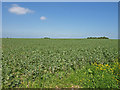 Bean Field near Great Langton