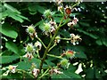 Chestnuts, Omagh