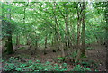 Coppiced trees, Dene Park