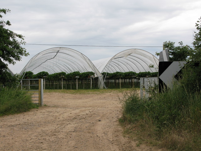 Poly tunnels for strawberries