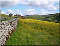 Buttercup Meadow