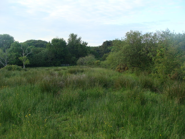 A marshy field
