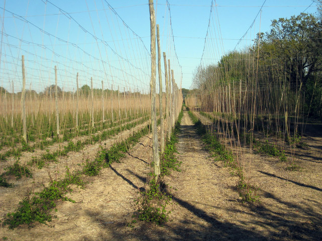 Hop Garden, Hoad's Farm - April © Oast House Archive :: Geograph ...