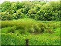 Marshy Ground between Nidd and Railway embankment