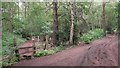 Footpath leaves byway on Tilford Common