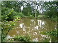 Pool in the woods at Shaw House