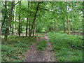 Footpath heading up Ashley Hill