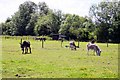 Island Farm Donkey Sanctuary