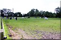 Island Farm Donkey Sanctuary