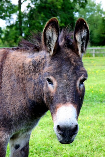 Donkey at Island Farm Donkey Sanctuary © Steve Daniels :: Geograph