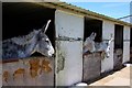 Island Farm Donkey Sanctuary stables