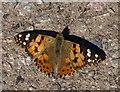 SX9050 : Butterfly, Higher Brownstone by Derek Harper