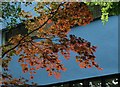 Acer at High Cross House, Dartington