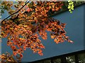 Acer at High Cross House, Dartington (2)