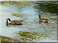 Canada geese on the River Kennet, Eddington