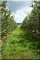 Broome Farm orchards