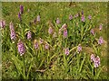 SX9066 : Southern marsh orchids, former Barton tip by Derek Harper