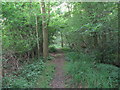 Woodland path west of Five Oaks