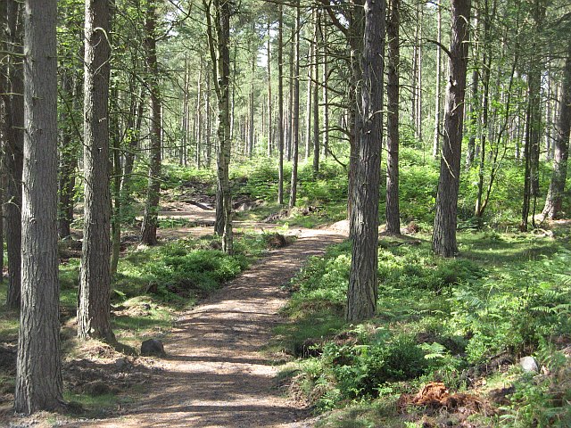 New path, Devilla Forest © Richard Webb cc-by-sa/2.0 :: Geograph ...