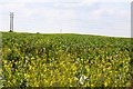 Tumulus in field of rape at Drayton