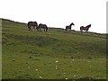NZ0089 : Horses on the skyline by Oliver Dixon