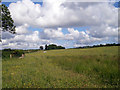 Wildflower meadow