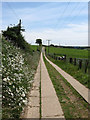 Daisies and Daisy