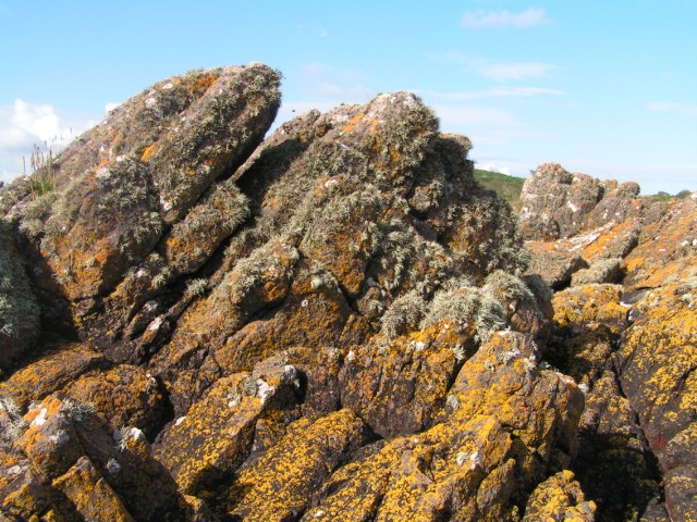 Lichens on Girvellan Point