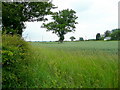SO3446 : Oak in a field near Letton by Jonathan Billinger