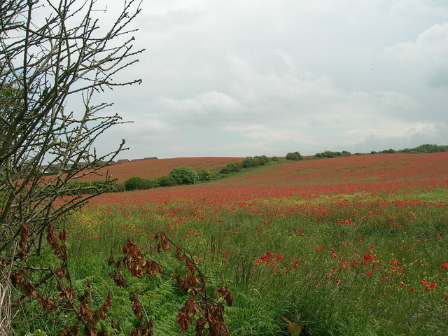 Poppy fields at Ryton