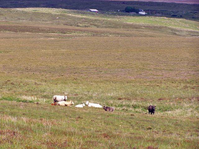 Moorland cattle
