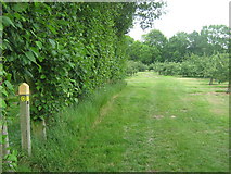 TQ6742 : Footpath junction in Orchard near Brenchley by David Anstiss