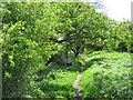 Footpath at Middridge Village