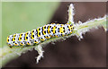 Mullein moth larva (cucullia verbasci)