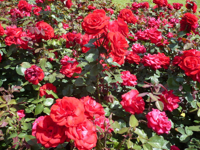 Roses in Queen Mary's Gardens, Regent's Park