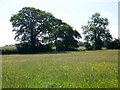 Footpath near Guys Marsh