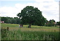 Single tree seen across the River Bourne