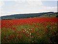 Ablaze with poppies!